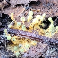 Unidentified Other Cryptogam at Cootamundra, NSW - 10 Jun 2023 by trevorpreston