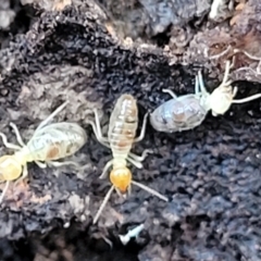 Unidentified Termite (superfamily Termitoidea) at Cootamundra, NSW - 10 Jun 2023 by trevorpreston