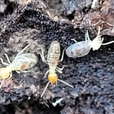 Unidentified Termite (superfamily Termitoidea) at Cootamundra, NSW - 10 Jun 2023 by trevorpreston