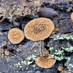 Coltriciella dependens at Cootamundra, NSW - 10 Jun 2023 10:04 AM