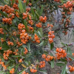 Pyracantha angustifolia (Firethorn, Orange Firethorn) at Jerrabomberra, ACT - 6 Jun 2023 by JaneR