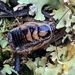 Blattodea (order) (Unidentified cockroach) at Jindalee National Park - 10 Jun 2023 by trevorpreston