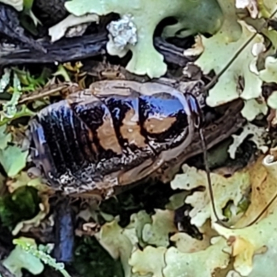 Blattodea (order) (Unidentified cockroach) at Jindalee National Park - 10 Jun 2023 by trevorpreston