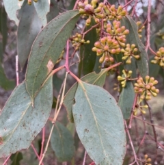 Eucalyptus dives (Broad-leaved Peppermint) at Jerrabomberra, ACT - 6 Jun 2023 by JaneR