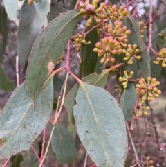 Eucalyptus dives (Broad-leaved Peppermint) at Mount Mugga Mugga - 6 Jun 2023 by JaneR