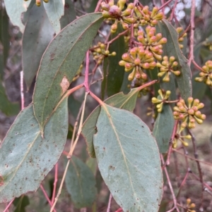 Eucalyptus dives at Jerrabomberra, ACT - 6 Jun 2023