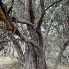 Eucalyptus dives at Jerrabomberra, ACT - 6 Jun 2023