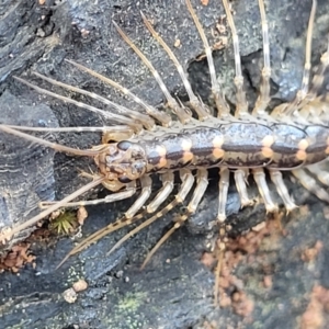 Scutigeridae (family) at Cootamundra, NSW - 10 Jun 2023 10:01 AM