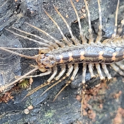 Scutigeridae (family) (A scutigerid centipede) at Cootamundra, NSW - 10 Jun 2023 by trevorpreston