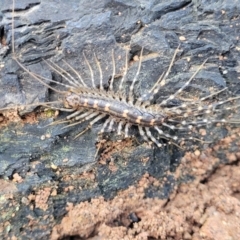 Scutigeridae (family) at Cootamundra, NSW - 10 Jun 2023 10:01 AM