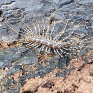 Scutigeridae (family) at Cootamundra, NSW - 10 Jun 2023