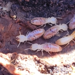 Unidentified Termite (superfamily Termitoidea) at Cootamundra, NSW - 9 Jun 2023 by trevorpreston