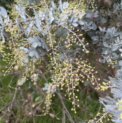 Acacia baileyana (Cootamundra Wattle, Golden Mimosa) at Mount Mugga Mugga - 6 Jun 2023 by JaneR