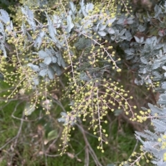 Acacia baileyana (Cootamundra Wattle, Golden Mimosa) at Mount Mugga Mugga - 6 Jun 2023 by JaneR