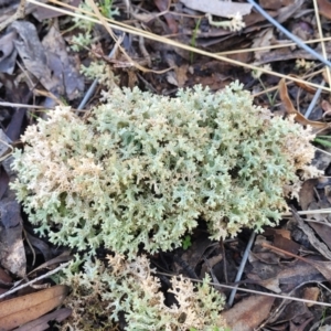 Cladia corallaizon at Cootamundra, NSW - 10 Jun 2023 09:57 AM