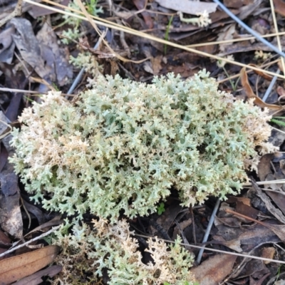 Cladia corallaizon at Cootamundra, NSW - 10 Jun 2023 by trevorpreston