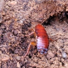 Platyzosteria similis at Cootamundra, NSW - 9 Jun 2023 by trevorpreston