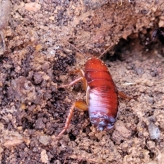 Unidentified Cockroach (Blattodea, several families) at Cootamundra, NSW - 9 Jun 2023 by trevorpreston