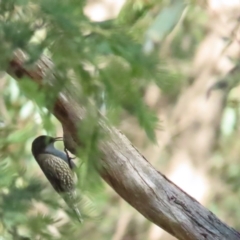 Cormobates leucophaea (White-throated Treecreeper) at Tidbinbilla Nature Reserve - 10 Jun 2023 by TomW