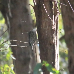 Cormobates leucophaea at Paddys River, ACT - 10 Jun 2023 12:07 PM