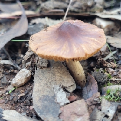 Inocybe sp. (Inocybe) at Cootamundra, NSW - 10 Jun 2023 by trevorpreston
