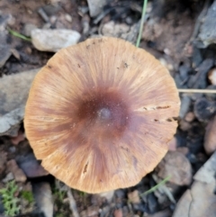 Inocybe sp. at Cootamundra, NSW - 10 Jun 2023