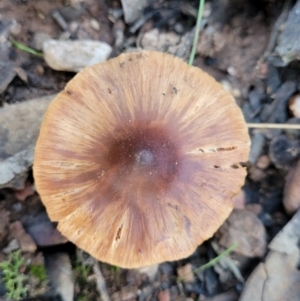 Inocybe sp. at Cootamundra, NSW - 10 Jun 2023