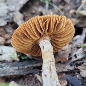 Inocybe sp. at Cootamundra, NSW - 10 Jun 2023