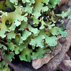 Unidentified Moss, Liverwort or Hornwort at Cootamundra, NSW - 9 Jun 2023 by trevorpreston