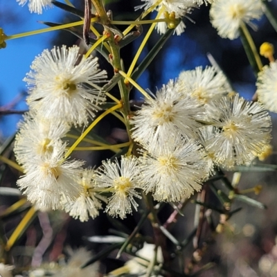 Acacia genistifolia (Early Wattle) at Cootamundra, NSW - 9 Jun 2023 by trevorpreston