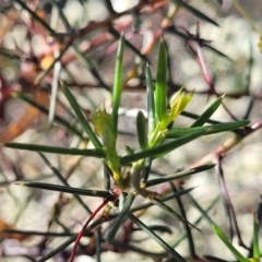 Acacia genistifolia at Cootamundra, NSW - 10 Jun 2023