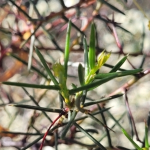 Acacia genistifolia at Cootamundra, NSW - 10 Jun 2023 09:52 AM