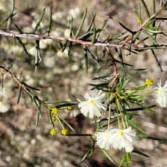 Acacia genistifolia at Cootamundra, NSW - 10 Jun 2023