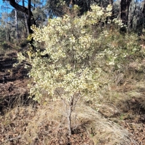 Acacia genistifolia at Cootamundra, NSW - 10 Jun 2023