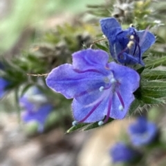 Echium plantagineum (Paterson's Curse) at Jerrabomberra, ACT - 6 Jun 2023 by JaneR