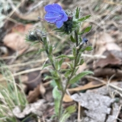 Echium plantagineum at Jerrabomberra, ACT - 6 Jun 2023