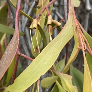 Amyema miquelii at Jerrabomberra, ACT - 6 Jun 2023 02:28 PM