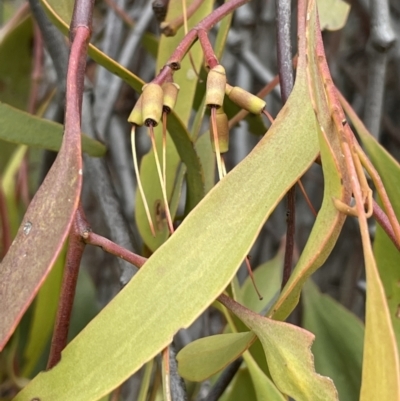 Amyema miquelii (Box Mistletoe) at Mount Mugga Mugga - 6 Jun 2023 by JaneR