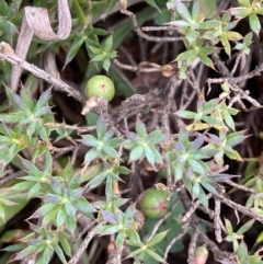 Astroloma humifusum (Cranberry Heath) at Mount Mugga Mugga - 6 Jun 2023 by JaneR