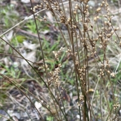 Juncus usitatus (Common Rush) at Red Hill, ACT - 6 Jun 2023 by JaneR