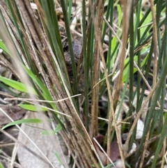 Juncus usitatus at Red Hill, ACT - 6 Jun 2023 02:37 PM