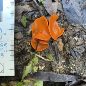 Aleuria sp. (genus) at Genoa, VIC - 1 Jun 2023