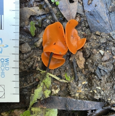 Aleuria sp. (genus) (An Orange peel fungus) at Genoa, VIC - 1 Jun 2023 by GlossyGal