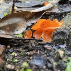 Aleuria sp. (genus) at Genoa, VIC - 1 Jun 2023