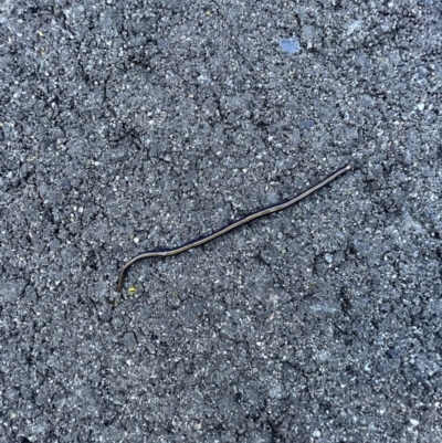 Caenoplana bicolor (Two-tone Planarian) at Murrumbateman, NSW - 10 Jun 2023 by SimoneC