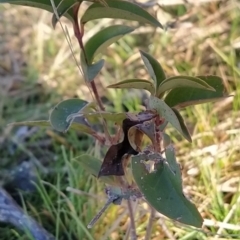 Ligustrum lucidum (Large-leaved Privet) at Fadden, ACT - 10 Jun 2023 by KumikoCallaway