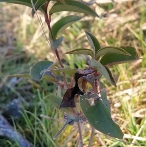 Ligustrum lucidum at Fadden, ACT - 10 Jun 2023 08:21 AM