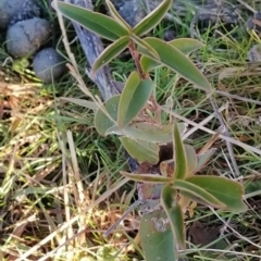 Ligustrum lucidum at Fadden, ACT - 10 Jun 2023 08:21 AM