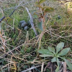 Ligustrum lucidum at Fadden, ACT - 10 Jun 2023