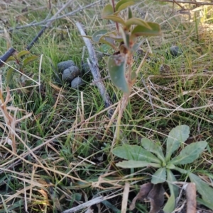 Ligustrum lucidum at Fadden, ACT - 10 Jun 2023